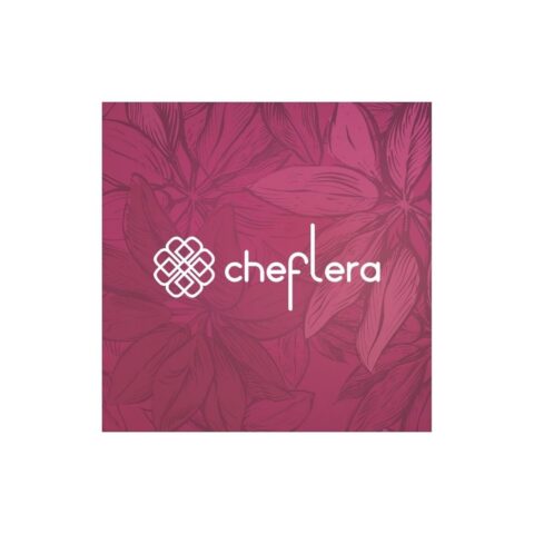 Cheflera