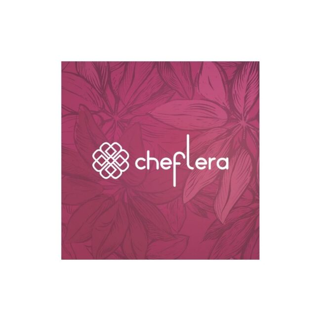 Cheflera